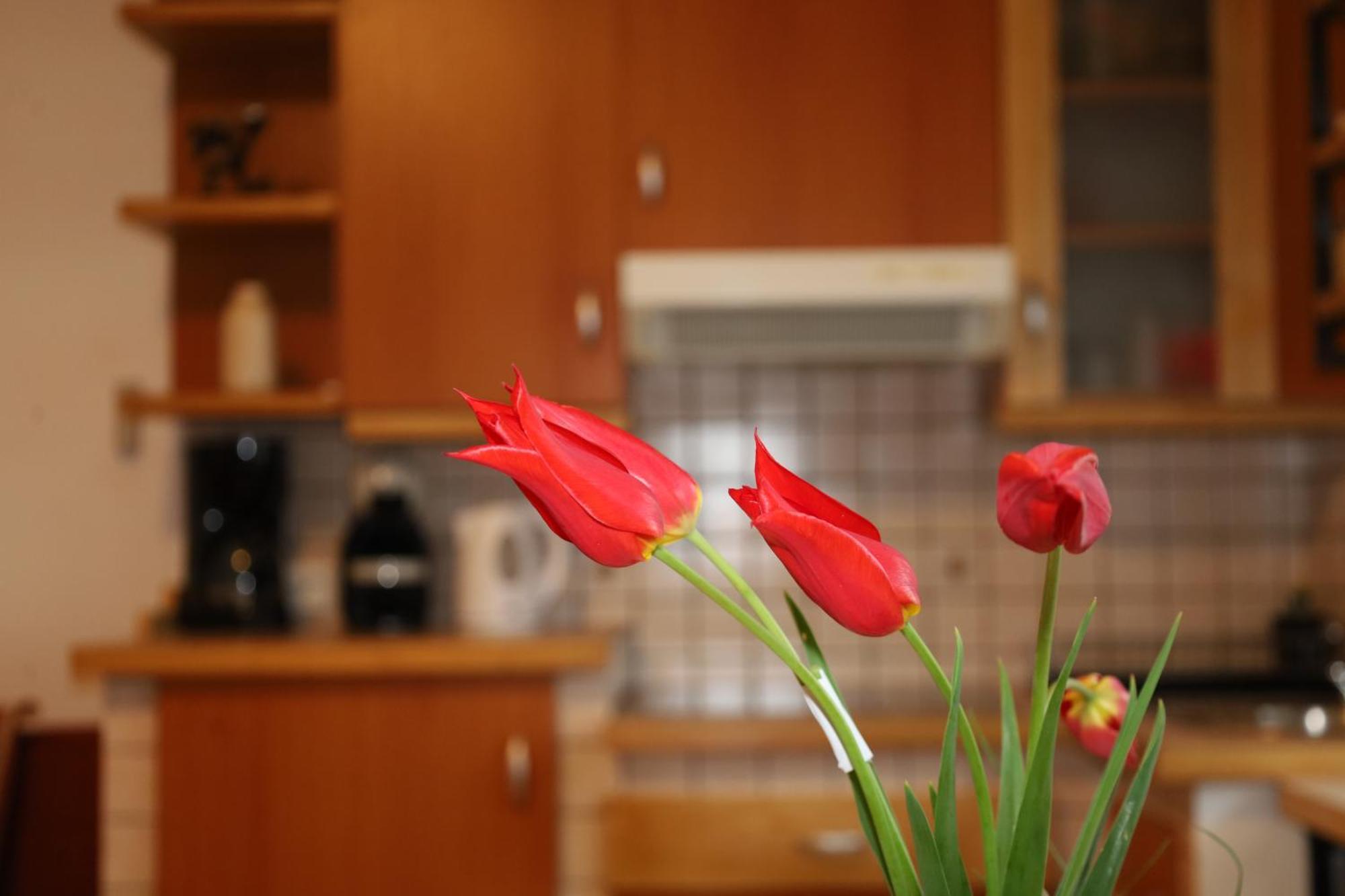 בובק Apartment Norma מראה חיצוני תמונה